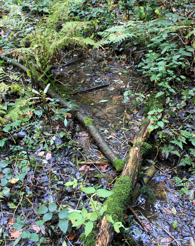 Smaragdová studánka (11741) - říjen 2017