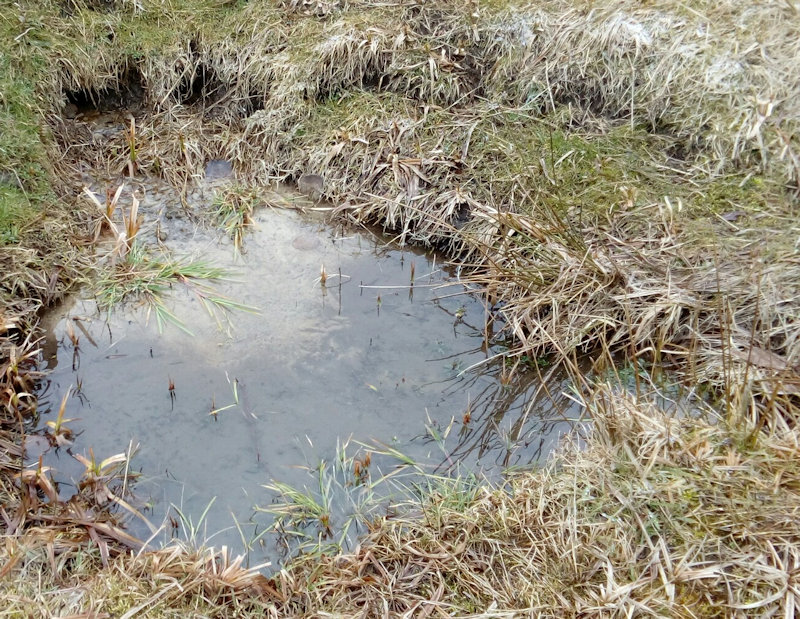 prameniště Na močaři (11891) - březen 2018