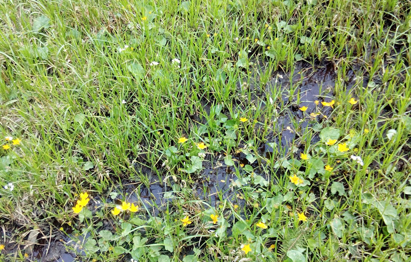 prameniště U blatouchů (12071) - květen 2018