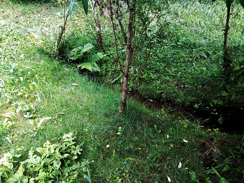 Kapradinový pramen (12159) - červen 2018