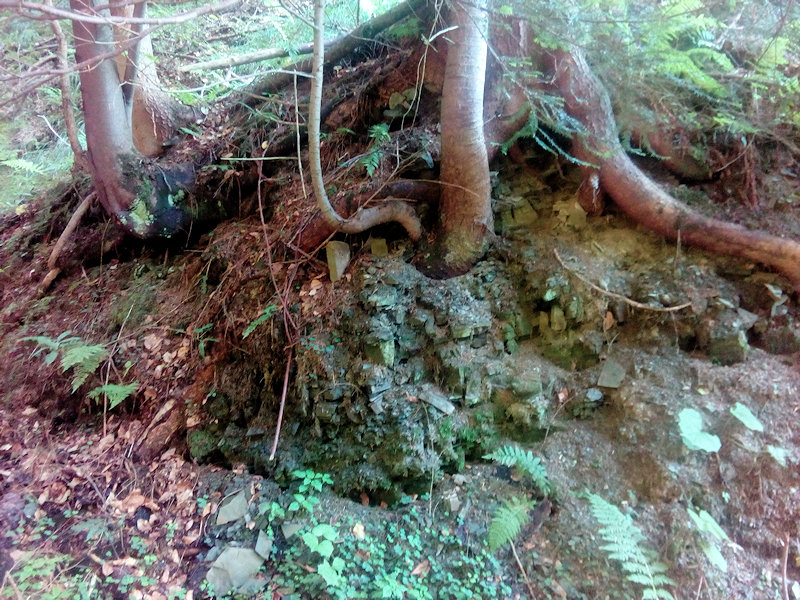 prameniště Skalní (12273) - červenec 2018