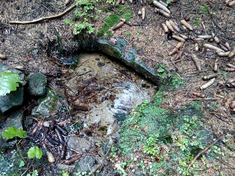 studánka Na Bagně (12349) - září 2018