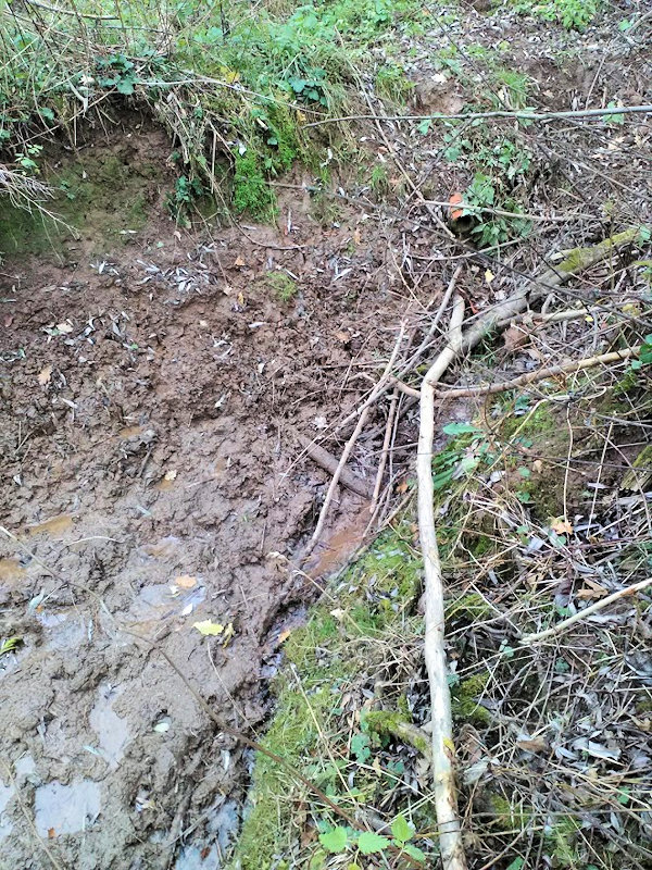 studánka U Hlubokých dvorů 1 (12432) - listopad 2018