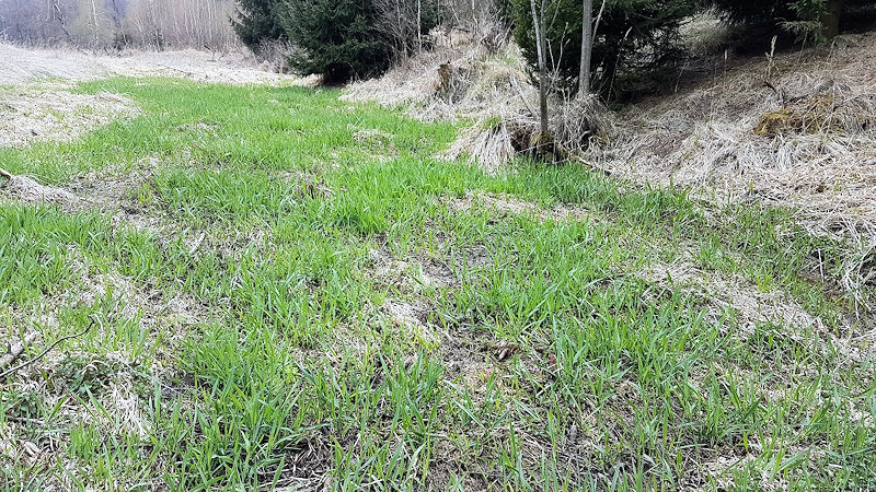 prameniště bez jména (12568) - duben 2019