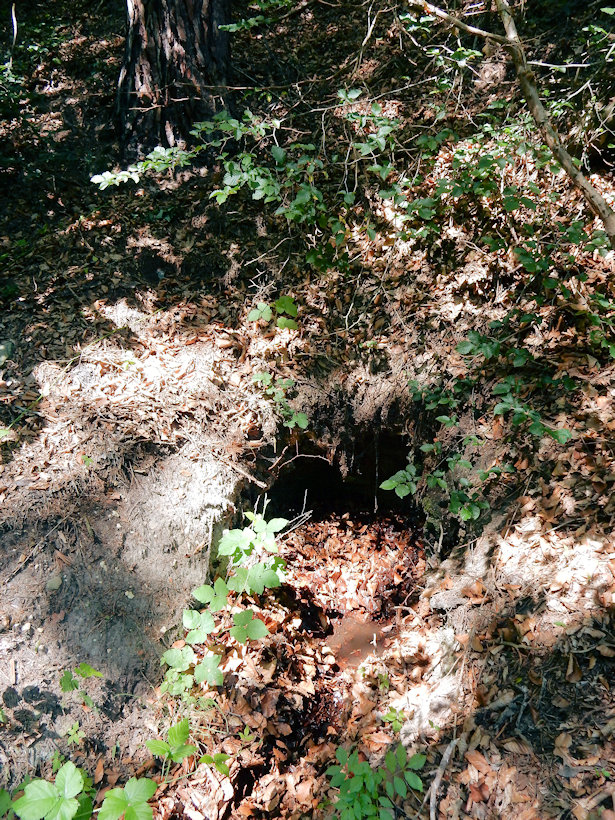 studánka Haberka (12728) - červenec 2019