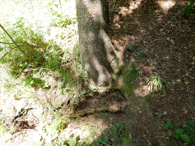 studánka U pasek (12730) - červenec 2019