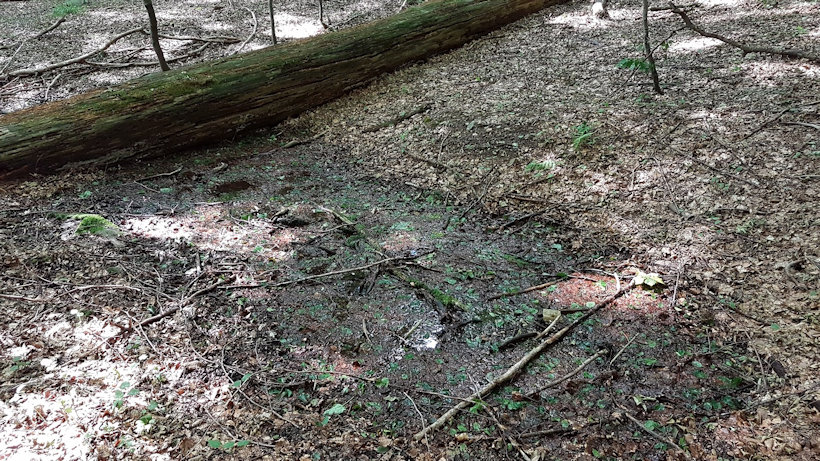 prameniště bez jména (12748) - červenec 2019