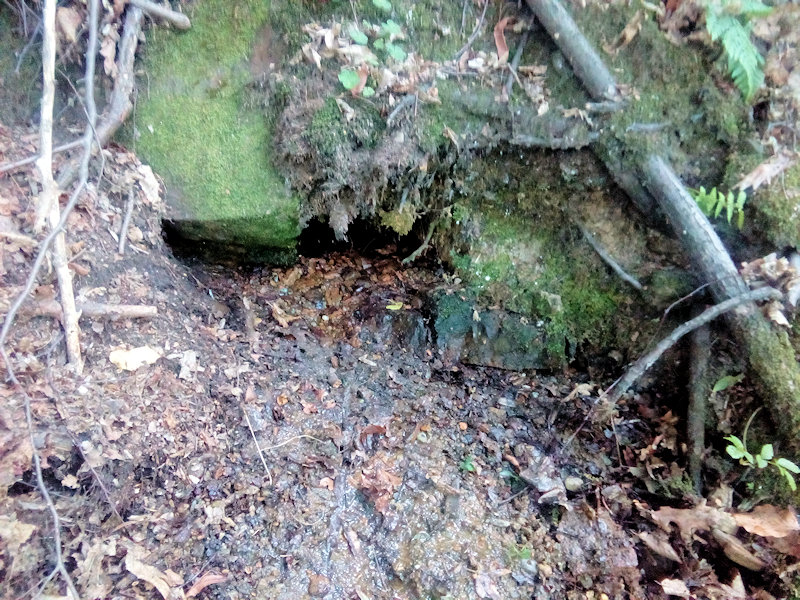 prameniště Girov (12769) - červenec 2019