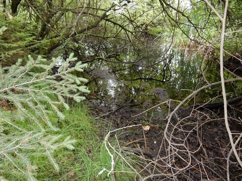 pramen Stříbrná studánka (12774) - červenec 2019