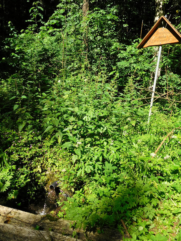 Kozákova studánka (12922) - červenec 2020