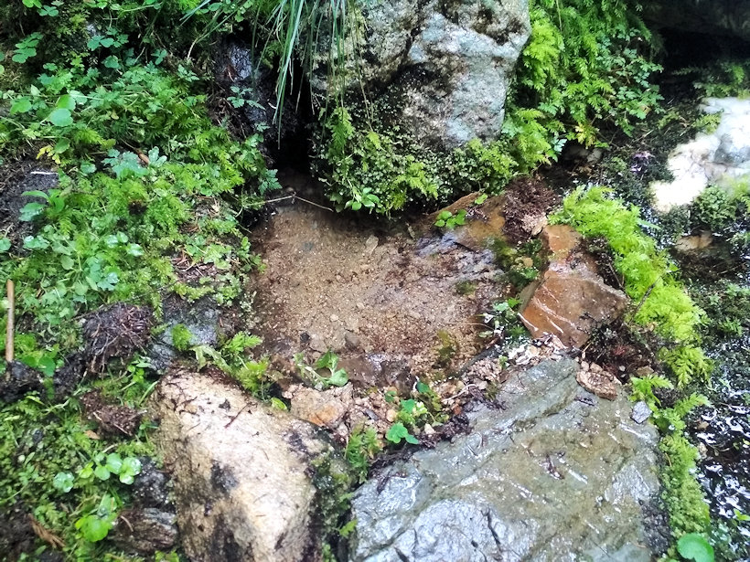 studánka bez jména (12929) - srpen 2019