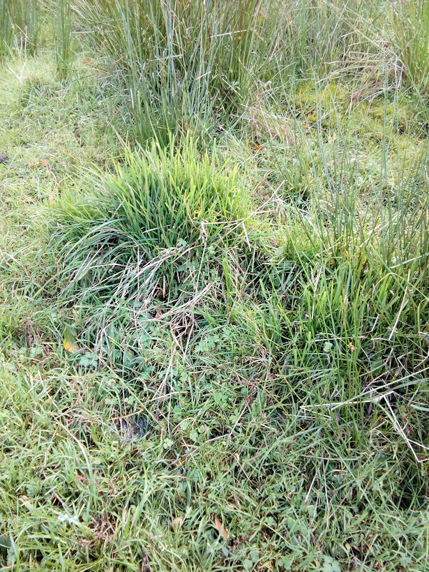 prameniště U Richtárků (13006) - říjen 2019