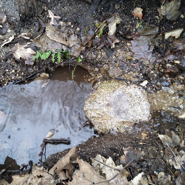 studánka Annin pramínek (13169) - únor 2020