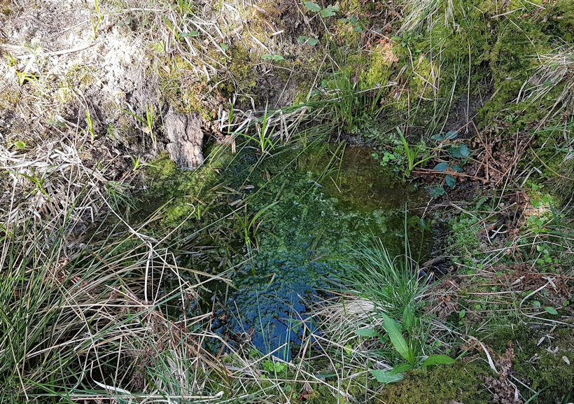 studánka bez jména (13279) - duben 2020