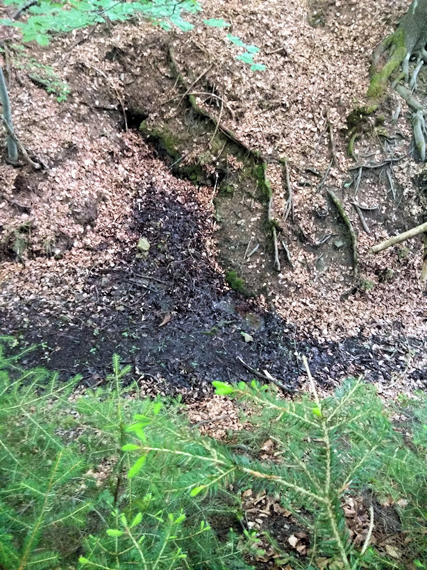 studánka V Mločím dole 2 (13360) - květen 2020