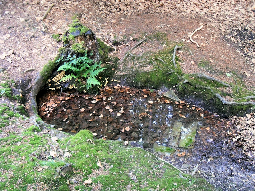 studánka U krmelce (13369) - červenec 2018