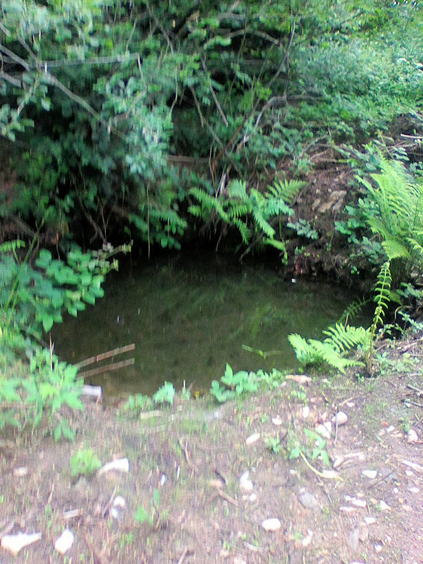 studánka V Hůrkách (13396) - červen 2020