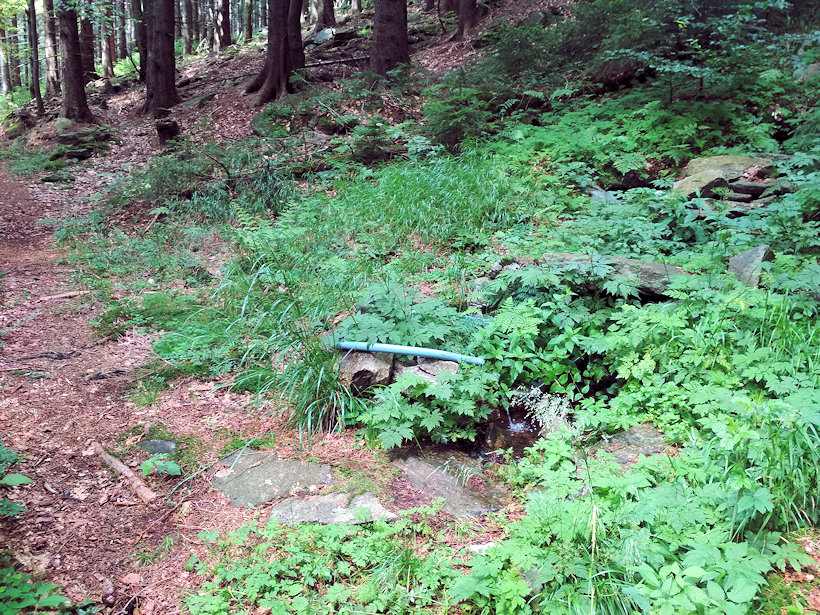 studánka U Horní Bremsberské boudy (13435) - červenec 2020
